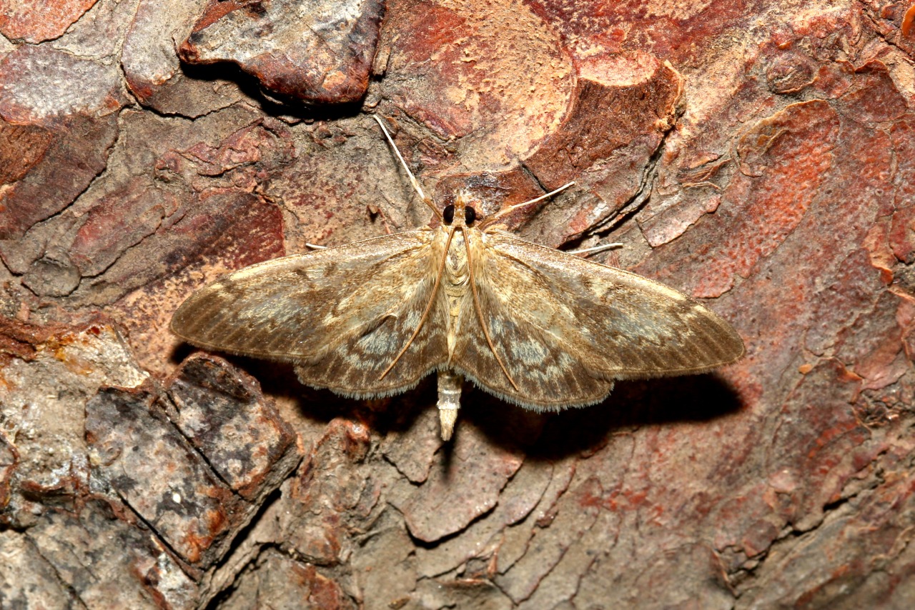 Anania lancealis (Denis & Schiffermüller, 1775) - Pyrale de l'Eupatoire, Botys lancéolé