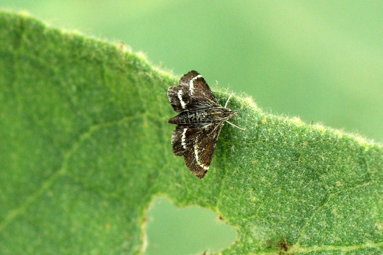 Atralata albofascialis (Treitschke, 1829) - Ennychie pygmée