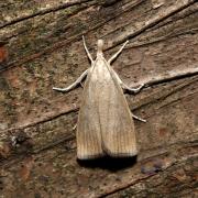 Calamotropha paludella (Hübner, 1824) - Chilo des marais