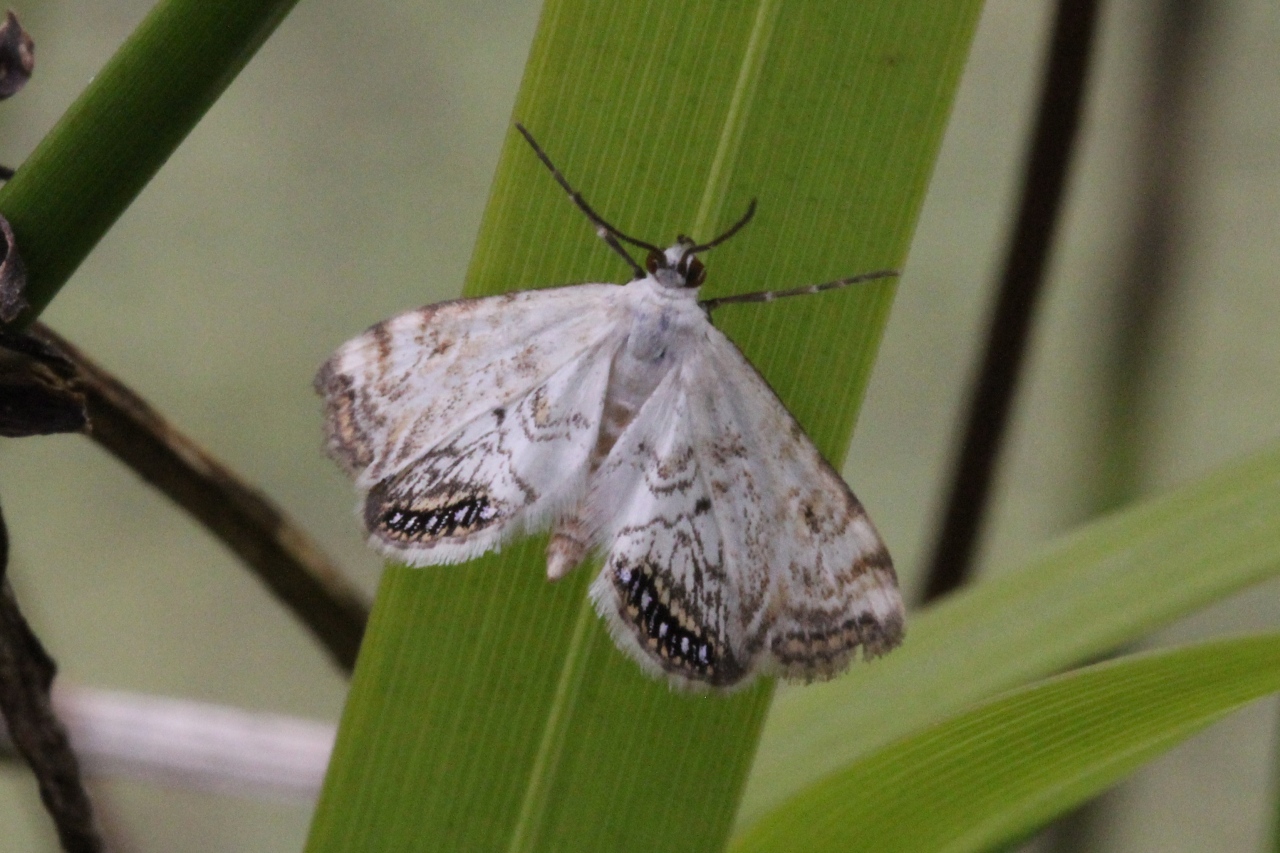 Cataclysta lemnata (Linnaeus, 1758) - Hydrocampe de la lentille d'eau (mâle)