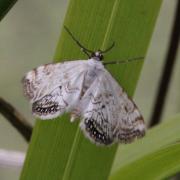 Cataclysta lemnata (Linnaeus, 1758) - Hydrocampe de la lentille d'eau (mâle)