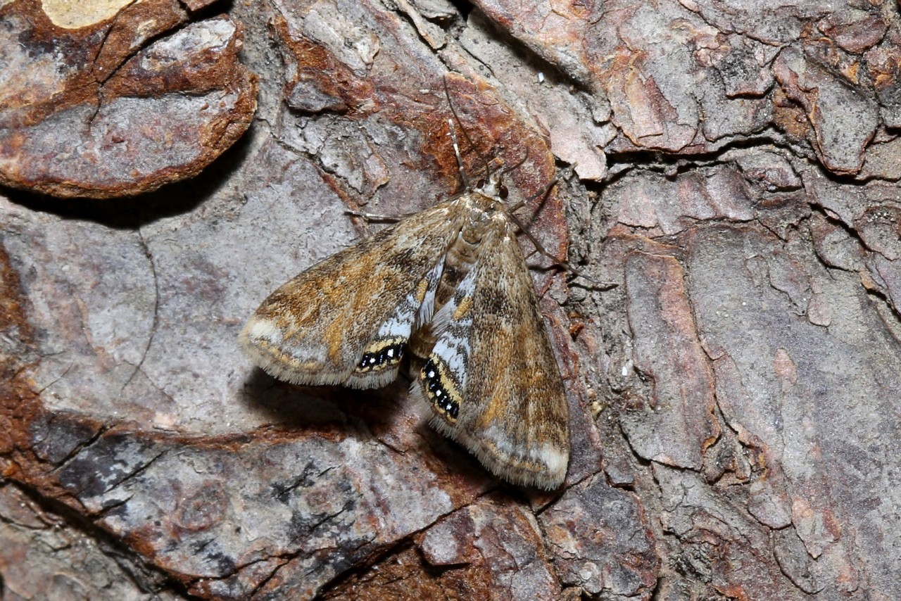 Cataclysta lemnata (Linnaeus, 1758) - Hydrocampe de la lentille d'eau (femelle)