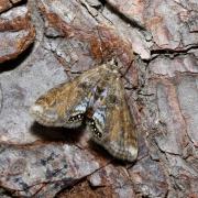 Cataclysta lemnata (Linnaeus, 1758) - Hydrocampe de la lentille d'eau (femelle)