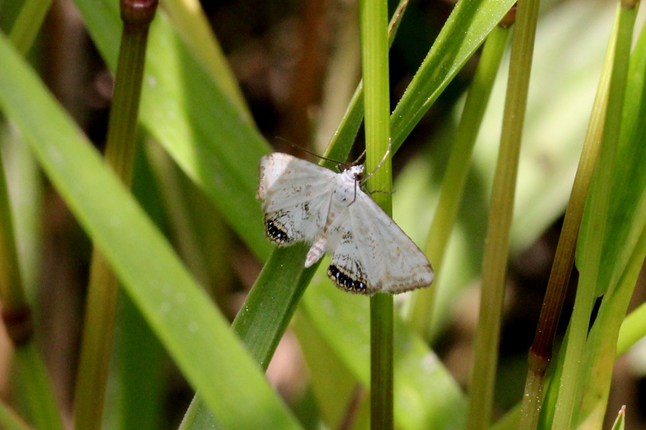 Cataclysta lemnata (Linnaeus, 1758) - Hydrocampe de la lentille d'eau (mâle)