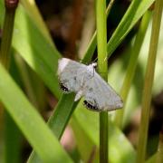 Cataclysta lemnata (Linnaeus, 1758) - Hydrocampe de la lentille d'eau (mâle)