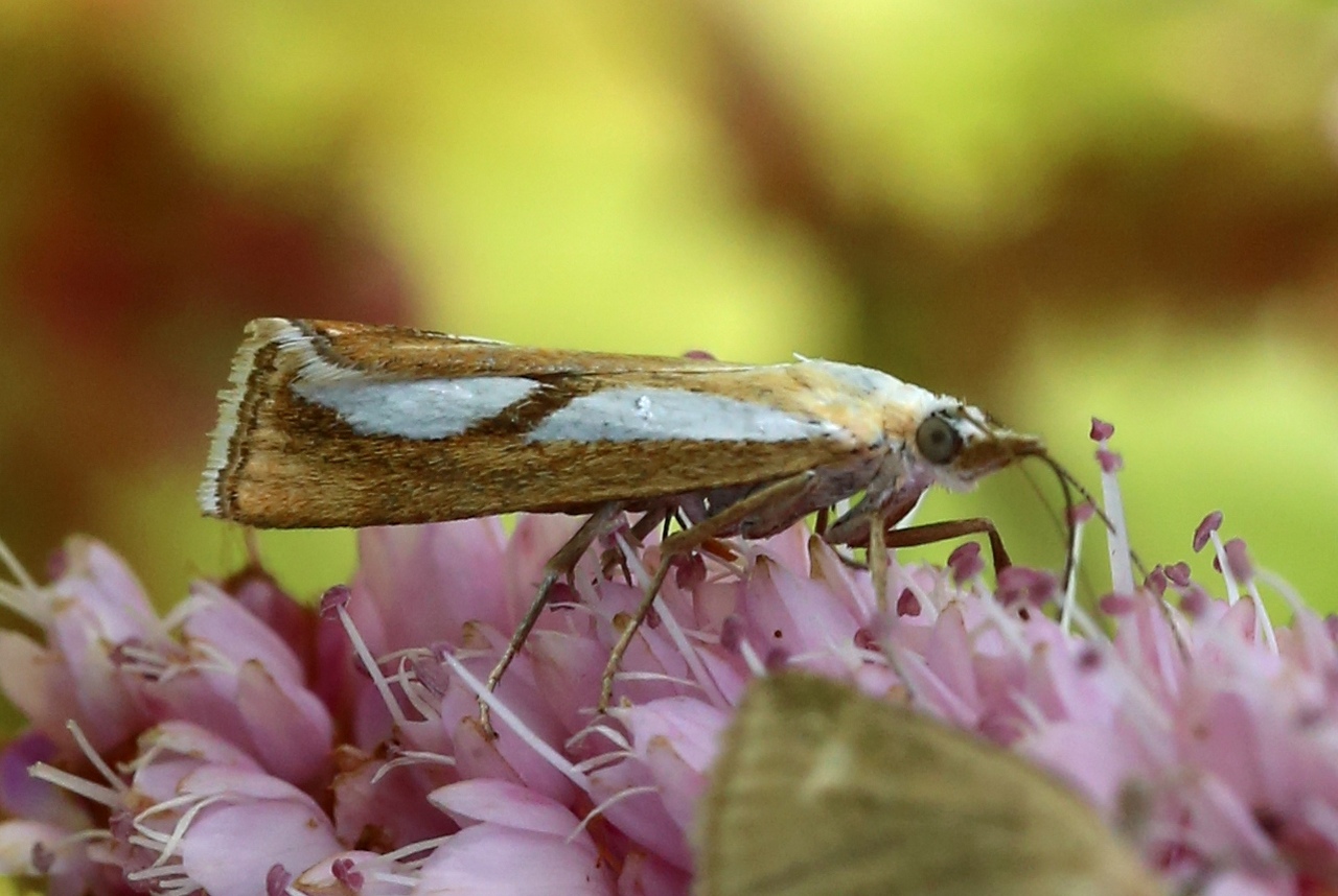 Catoptria conchella (Denis & Schiffermüller, 1775) - Crambus coquille