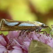 Catoptria conchella (Denis & Schiffermüller, 1775) - Crambus coquille