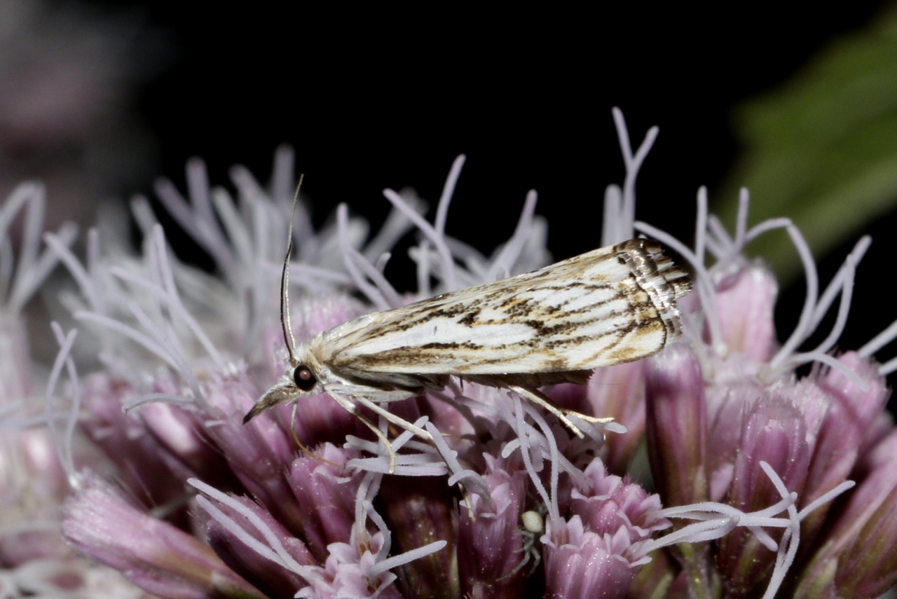 Catoptria falsella (Denis & Schiffermüller, 1775) - Crambus douteux