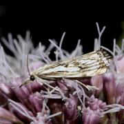 Catoptria falsella (Denis & Schiffermüller, 1775) - Crambus douteux