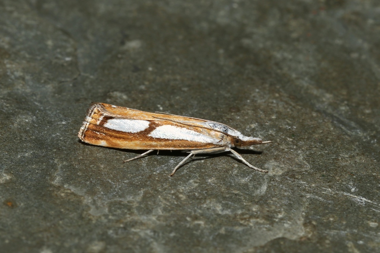 Catoptria gr permutatellus / osthelderi / myella