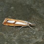 Catoptria gr permutatellus / osthelderi / myella