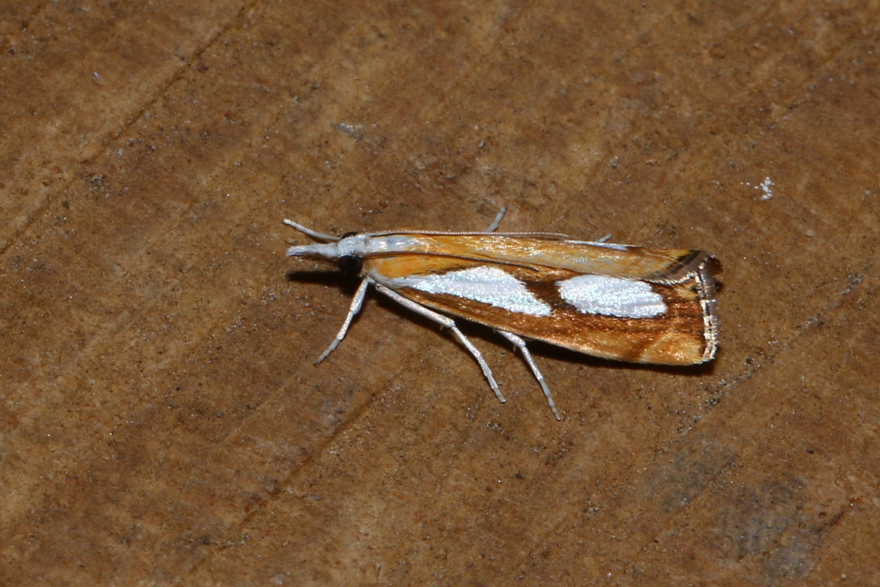 Catoptria pinella (Linnaeus, 1758) - Crambus du Pin