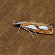 Catoptria pinella (Linnaeus, 1758) - Crambus du Pin