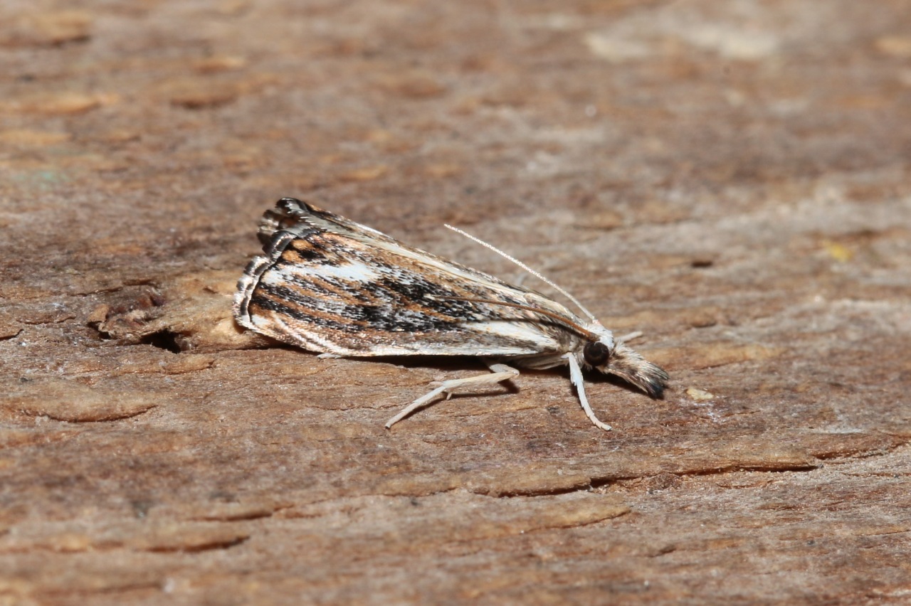 Catoptria verellus (Zincken, 1817) - Crambus enfumé