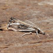 Catoptria verellus (Zincken, 1817) - Crambus enfumé