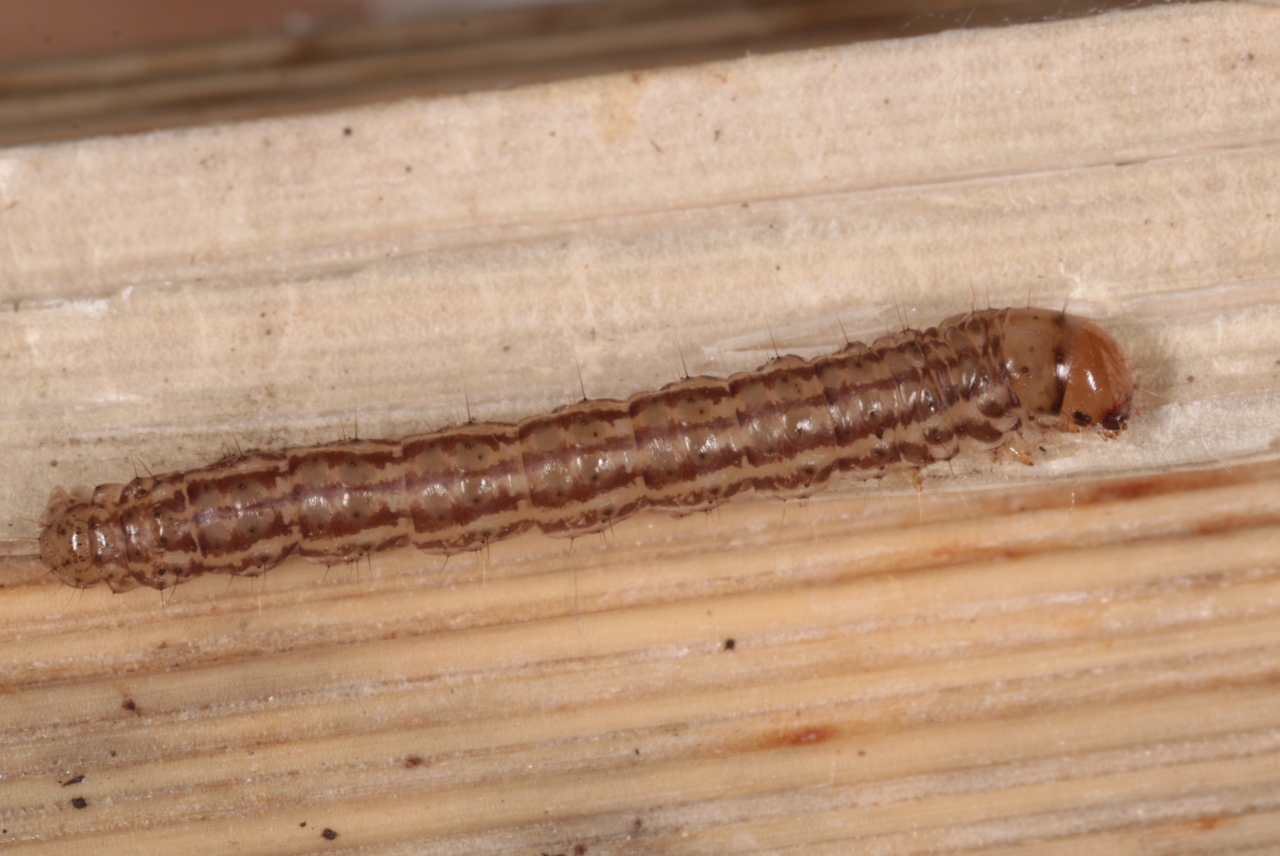 Chilo phragmitellus (Hübner, 1810) - Nonagrie du Phragmite (chenille)