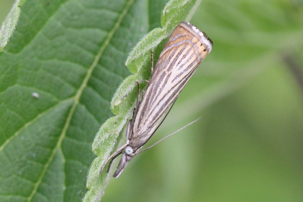 Chrysoteuchia culmella (Linnaeus, 1758) - Crambus des jardins