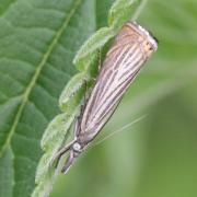 Chrysoteuchia culmella (Linnaeus, 1758) - Crambus des jardins