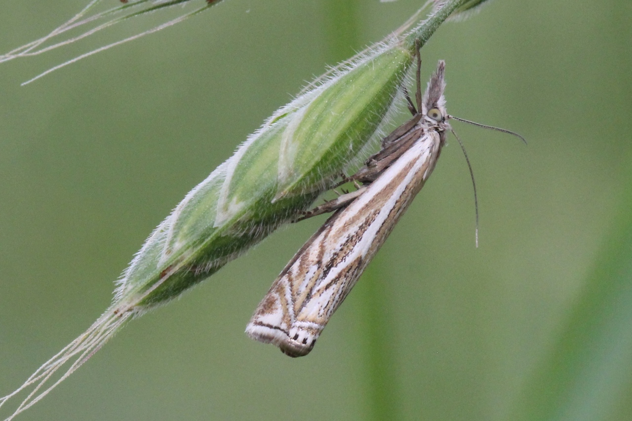 Crambus lathoniellus (Zincken, 1817) - Crambus des Prés