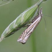 Crambus lathoniellus (Zincken, 1817) - Crambus des Prés