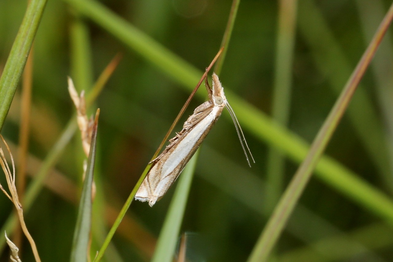 Crambus pascuella (Linnaeus, 1758) - Crambus des pâturages 