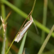 Crambus pascuella (Linnaeus, 1758) - Crambus des pâturages 