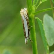 Crambus pascuella (Linnaeus, 1758) - Crambus des pâturages