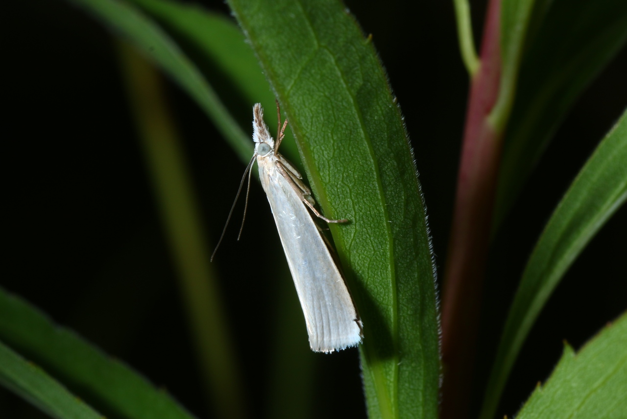 Crambus perlellus (Scopoli, 1763) - Crambus perlé