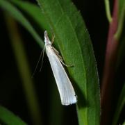 Crambus perlellus (Scopoli, 1763) - Crambus perlé