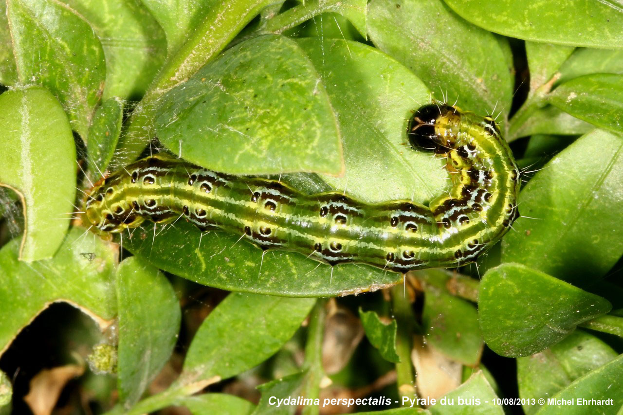 Cydalima perspectalis (Walker, 1859) - Pyrale du Buis (chenille)