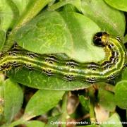 Cydalima perspectalis (Walker, 1859) - Pyrale du Buis (chenille)