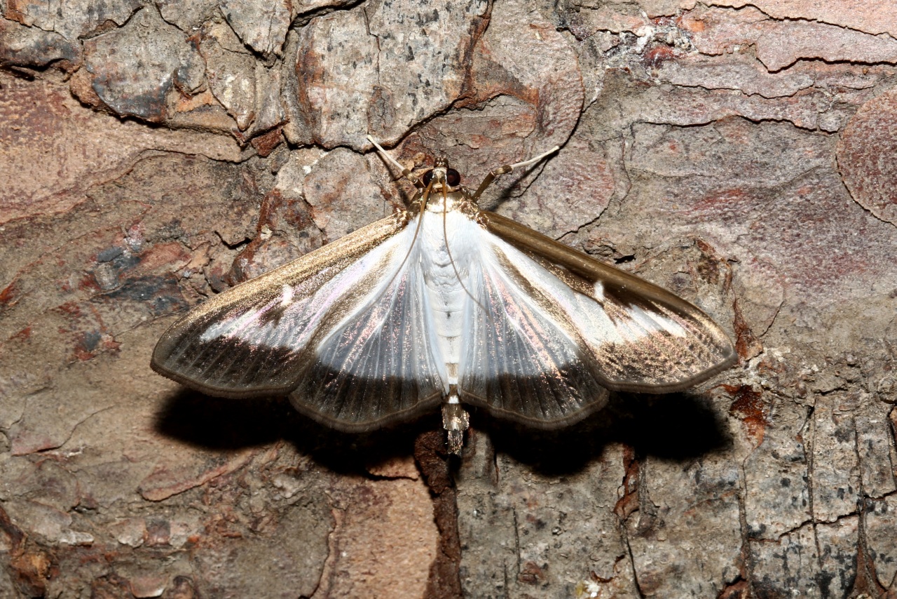 Cydalima perspectalis (Walker, 1859) - Pyrale du Buis