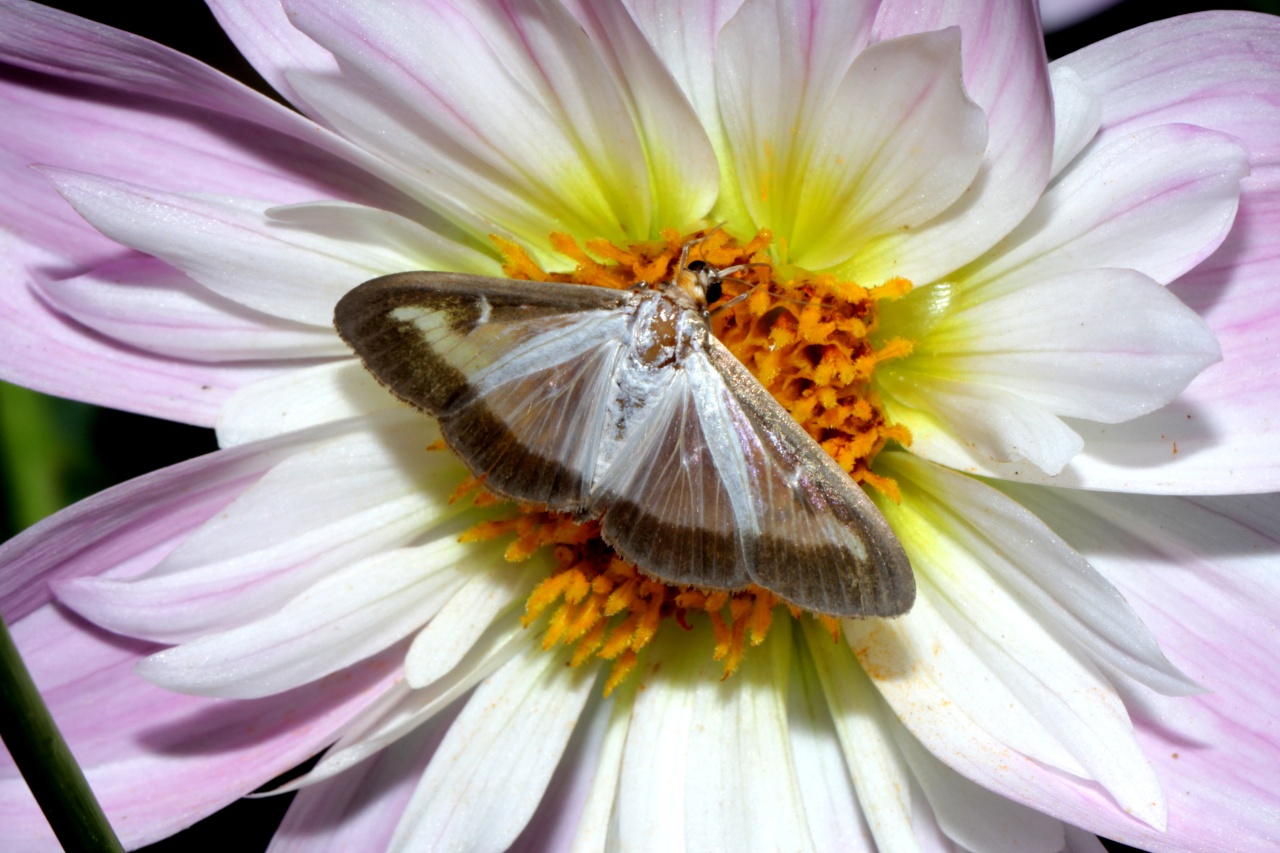 Cydalima perspectalis (Walker, 1859) - Pyrale du Buis