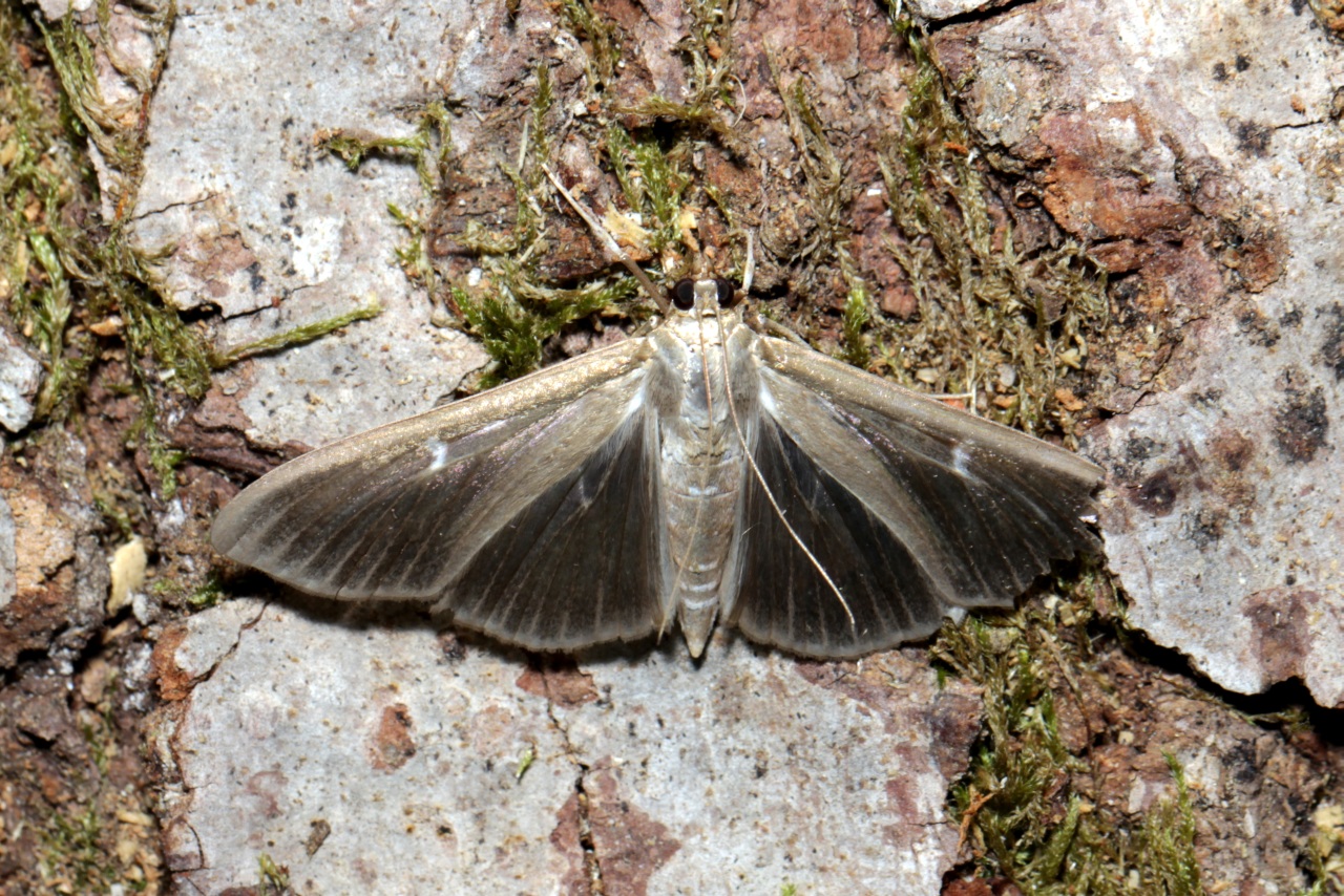 Cydalima perspectalis (Walker, 1859) - Pyrale du Buis (forme sombre)