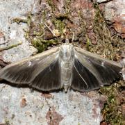 Cydalima perspectalis (Walker, 1859) - Pyrale du Buis (forme sombre)