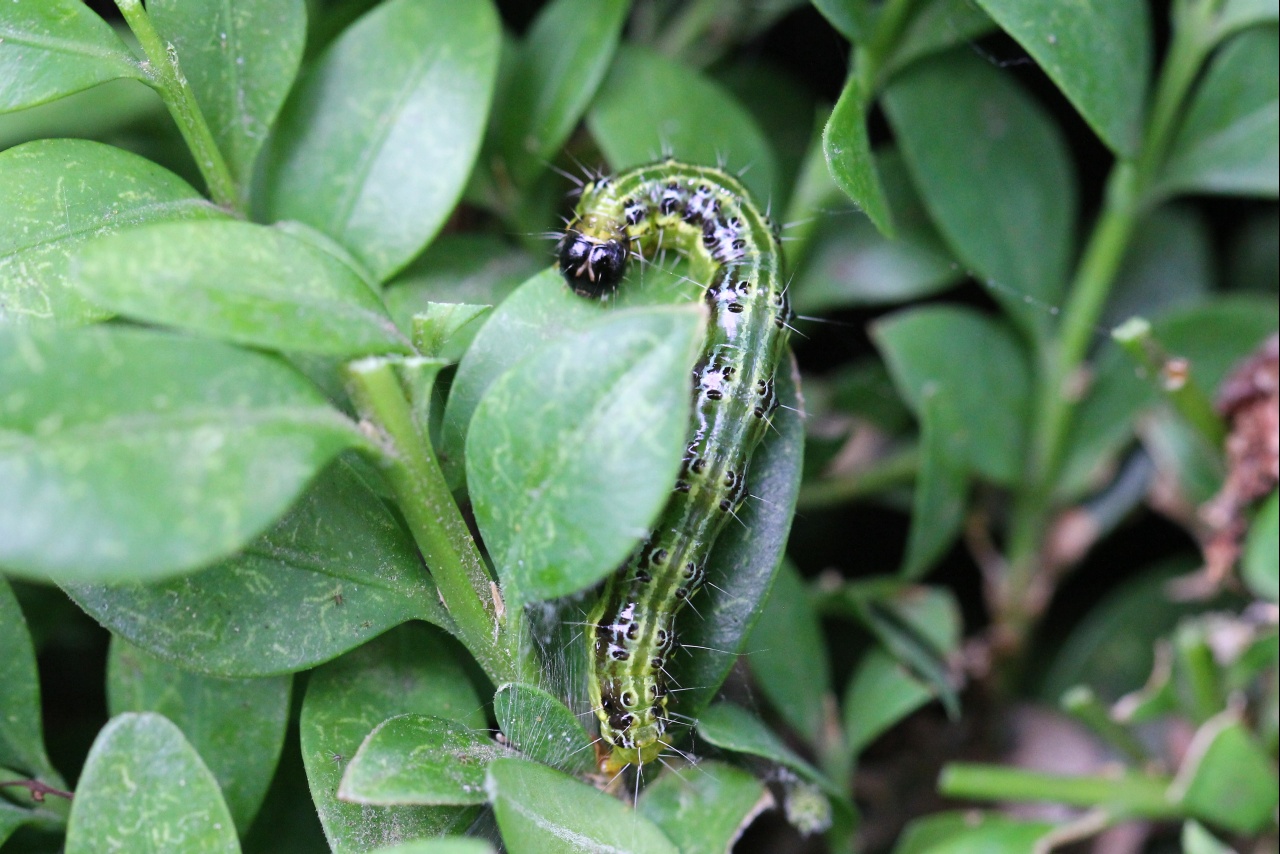 Cydalima perspectalis (Walker, 1859) - Pyrale du Buis (chenille)