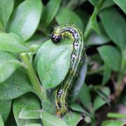 Cydalima perspectalis (Walker, 1859) - Pyrale du Buis (chenille)