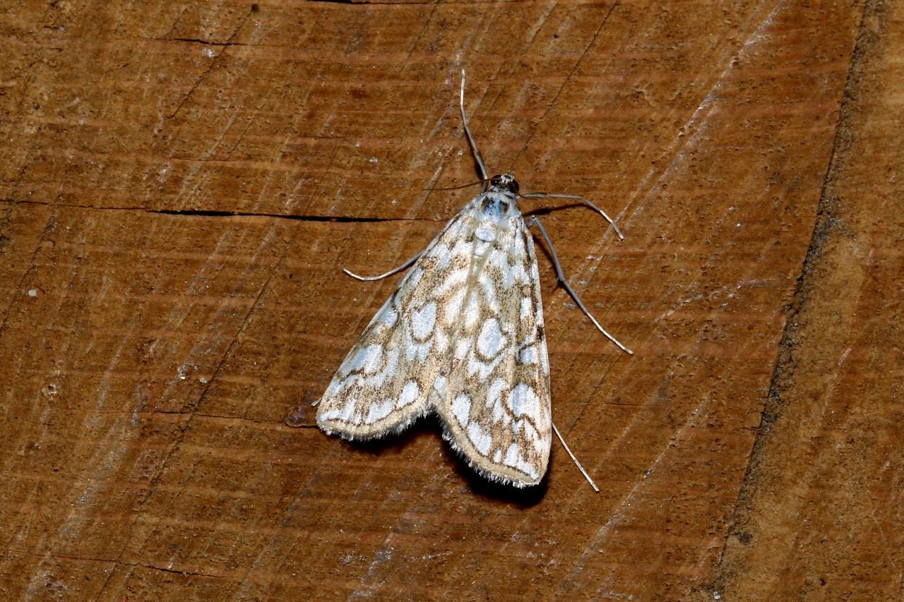 Elophila nymphaeata (Linnaeus, 1758) - Hydrocampe du Potamot