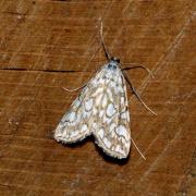 Elophila nymphaeata (Linnaeus, 1758) - Hydrocampe du Potamot