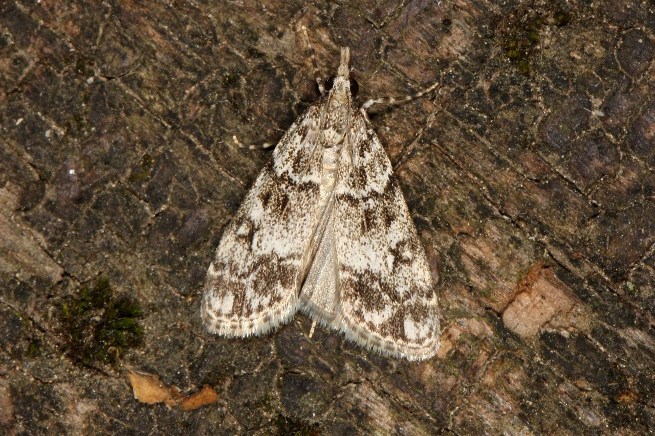 Eudonia lacustrata (Panzer, 1804) - Eudonie des Bois, Eudorée des mousses