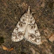 Eudonia lacustrata (Panzer, 1804) - Eudonie des Bois, Eudorée des mousses