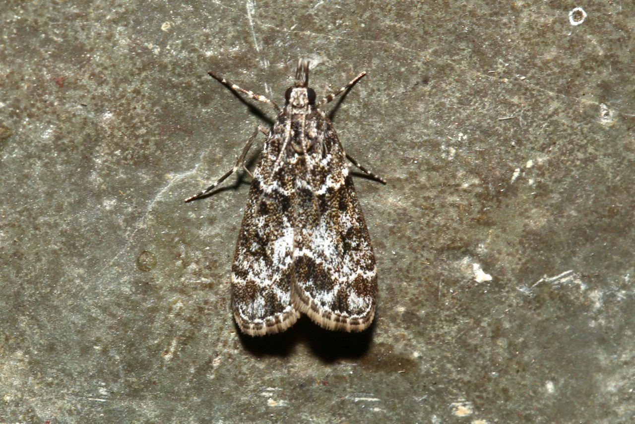 Eudonia mercurella (Linnaeus, 1758) - Eudonie commune, Eudorée de l'Alisier