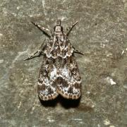 Eudonia mercurella (Linnaeus, 1758) - Eudonie commune, Eudorée de l'Alisier