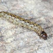 Eudonia mercurella  (Linnaeus, 1758) - Eudonie commune, Eudorée de l'Alisier (chenille)