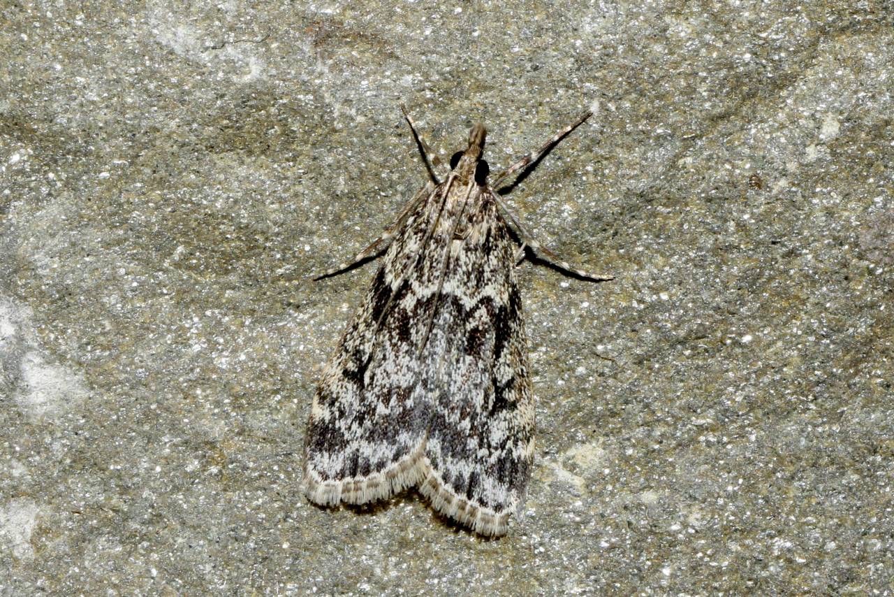 Eudonia truncicolella (Stainton, 1849) - Eudonie des troncs