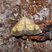 Evergestis limbata (Linnaeus, 1767) - Evergète de l'Alliaire