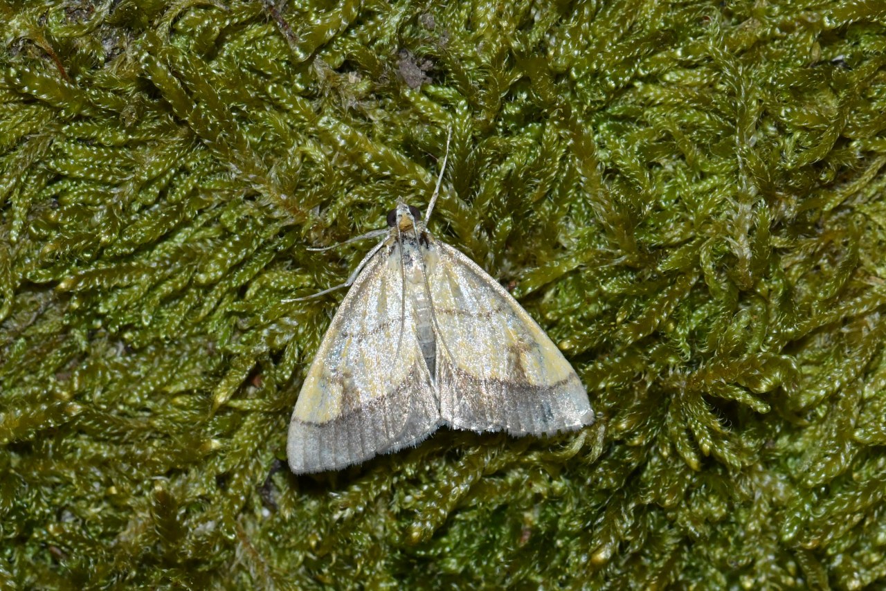 Evergestis limbata (Linnaeus, 1767) - Evergète de l'Alliaire