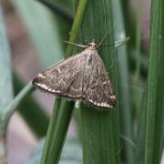 Loxostege sticticalis (Linnaeus, 1760) - Botys de l'Armoise