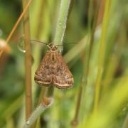 Loxostege sticticalis (Linnaeus, 1760) - Botys de l'Armoise