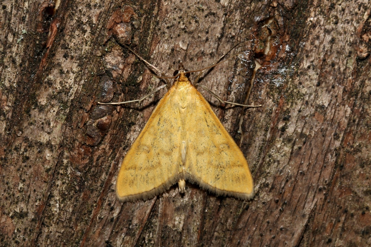 Mecyna flavalis (Denis & Schiffermüller, 1775) - Botys jaune serin